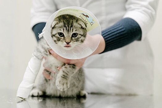 Врач Эрмитажа рассказала о смертельном для кошек коронавирусе