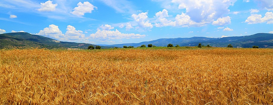 В России за неделю выросли цены на пшеницу