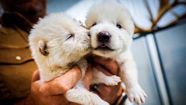 Спасибо «Игре престолов»: каких еще животных могут «воскресить» после ужасных волков