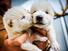 Спасибо «Игре престолов»: каких еще животных могут «воскресить» после ужасных волков