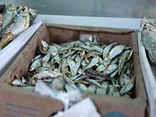 Роман Дбар: причина низкого улова хамсы – перепромысел