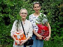 Жители столицы высадят у своих домов кедровые деревья