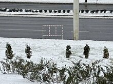 Около «Глобуса» неизвестные выкопали несколько саженцев туи