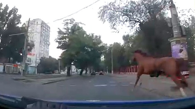 Погоня за конем: в Одессе полицейские задержали сбежавшее животное
