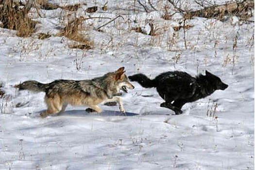 "360": на поимку волков, задравших 25 собак, направили вторую бригаду охотников