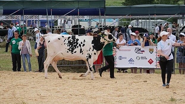 Самая высокопродуктивная корова Удмуртии за 305 дней дала более 17 тысяч кг молока
