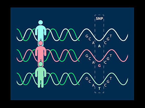 Генетики "разоблачили" букву в геноме, замена которой снижает риск аутоиммунных заболеваний