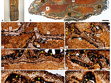 Обнаружено растение, существовавшее более 359 млн. лет назад