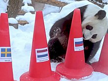 Панды в Московском зоопарке предсказали победителей зимних Олимпийских игр