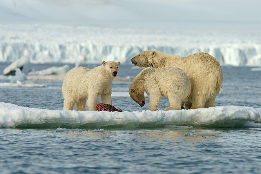 Роснефть подвела итоги полевых исследований белого медведя