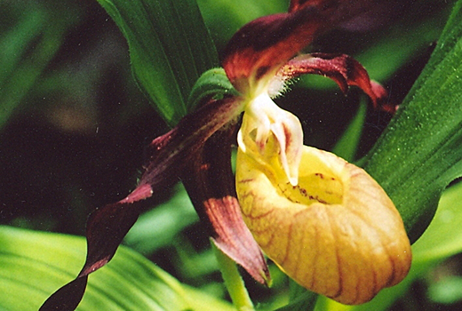 Уральская орхидея