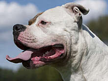 В Госдуме предложили обязать владельцев собак опасных пород получать лицензию