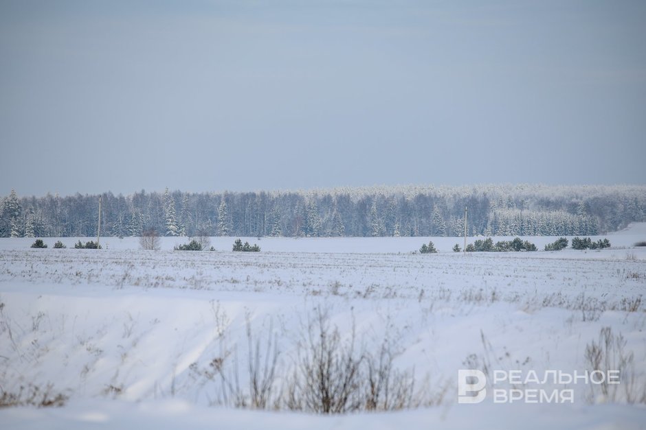 На полях Татарстана зафиксировали выпревание