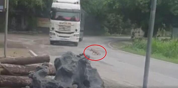 Водитель грузовика вовремя остановился и чудом не раздавил пса
