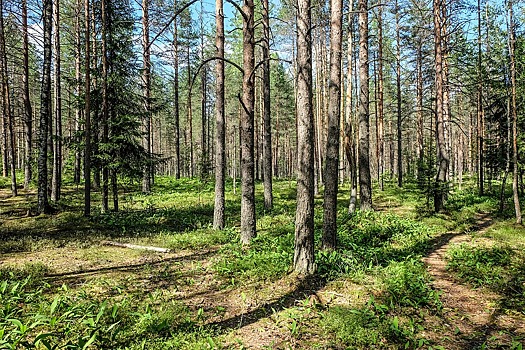 50 человек вывели из леса спасатели Московской области с начала 2019 года