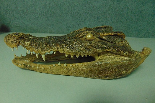 В аэропорту Уфы у пассажира из Вьетнама обнаружили голову крокодила