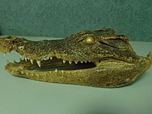 В аэропорту Уфы у пассажира из Вьетнама обнаружили голову крокодила