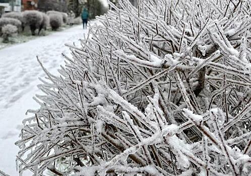 «Герои дня – олени, Дед Мороз и Снегурочка»: приморцы обсуждают увиденное в кустах