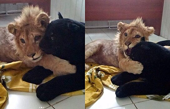Львёнку Симбе из челябинского приюта подарили чёрную пантеру
