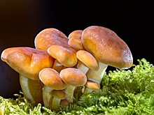 Более 75 человек отравились грибами в Волгоградской области