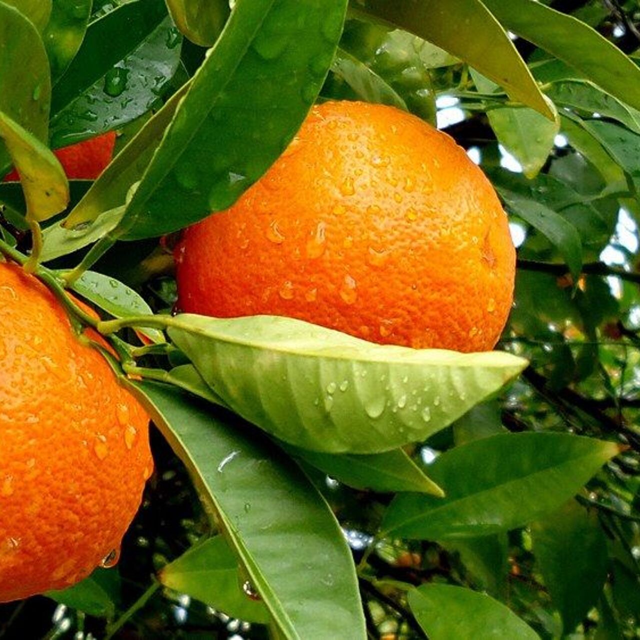 6 вопросов про апельсины - Рамблер/женский