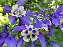 Конкурс на лучшее фото с пионами с выставки цветов стартовал в «Аптекарском огороде»