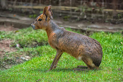 Mammalia: моногамные патагонские мары все время мочатся на своих партнеров