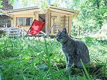 Минэкологии оценило качество воздуха в Подмосковье