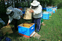 Пчеловоды рассказали, как распознать некачественный мед