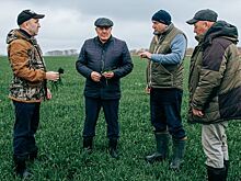 Ценная озимая пшеница ЭН Цефей дала в Чувашии хорошие всходы