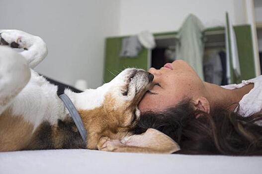 Ученые из США рассказали о влиянии собак на здоровье хозяев