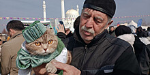 Самого стильного кота выбрали в Чечне