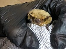 Пензенские волонтеры выхаживают детеныша нетопыря