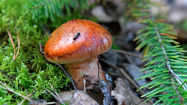 Россиянам рассказали, где лучше всего собирать грибы осенью