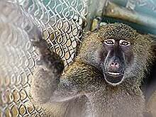 Универсальный примат