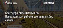 Благодаря оптимизации во Всеволожском районе увеличили сбор салата