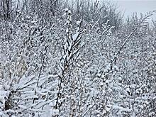 В Самарской области прогнозируется устойчивая морозная погода
