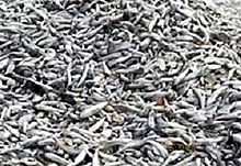 В Цимлянском водохранилище зафиксирована массовая гибель рыбы