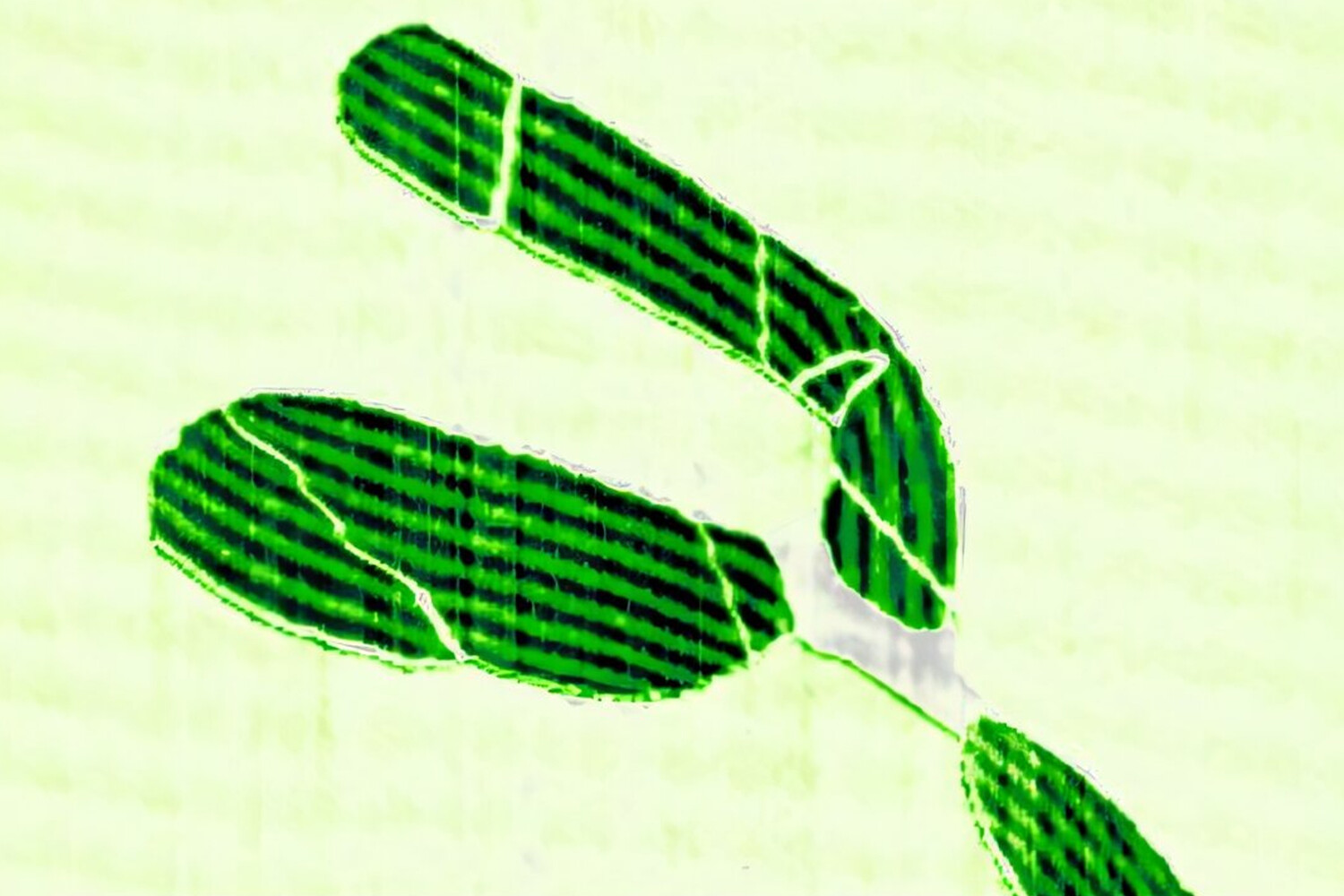 Графен бросает вызов фундаментальному закону физики