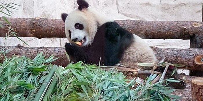 Панды из Китая полностью адаптировались к жизни в Московском зоопарке