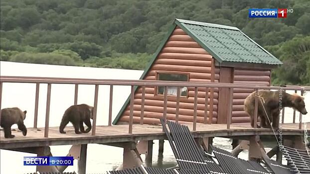 Шуметь и не кормить: на Дальнем Востоке медведи атакуют города