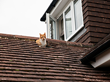 Бастрыкин требует доклад о нарушении прав жильцов на Рубежной в Новосибирске