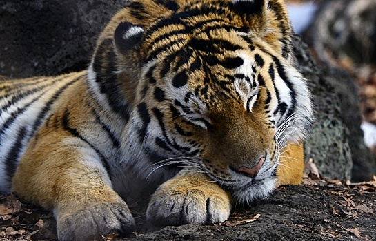 Тигр Упорный обосновался в Гурском заказнике в Хабаровском крае