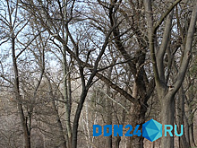 В Ростовской области начнут изымать пустые дачные участки