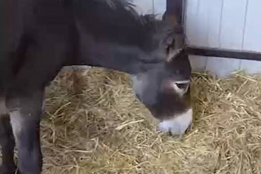 Сорвавшийся с обрыва в Северной Осетии ослик со сломанной ногой пошел на поправку