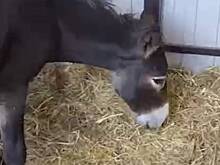 Сорвавшийся с обрыва в Северной Осетии ослик со сломанной ногой пошел на поправку