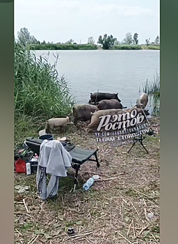 На Дону свиньи съели всю прикормку для рыбы