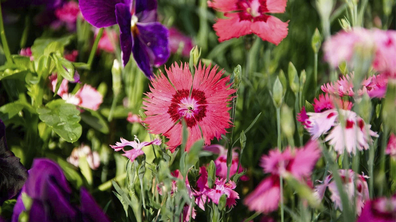 Редкие японские камелии зацвели в Ботаническом саду Петербурга