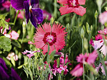 Редкие японские камелии зацвели в Ботаническом саду Петербурга