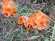 Ещё 3 «инопланетных» гриба, которые прячутся в лесах Калининградской области, часть 5